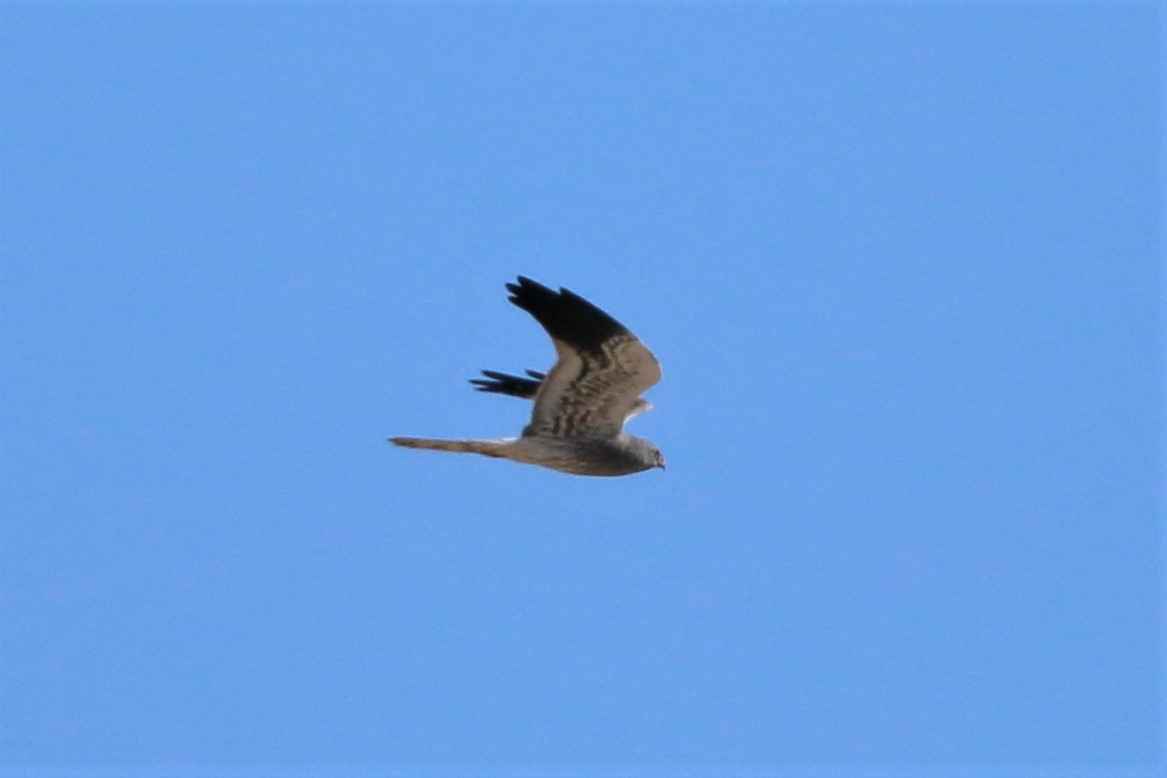 Montagu's Harrier